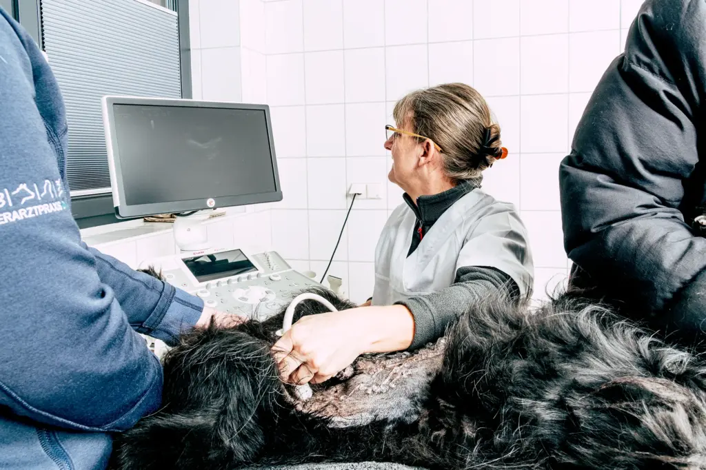 Bei einem Hund wird ein Ultraschall gemacht