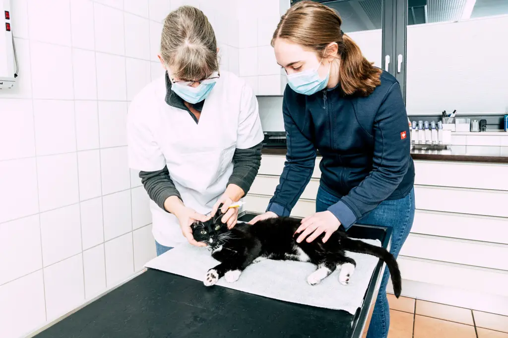 Eine Tierärztin untersucht den Kopf einer Katze, die Tierarzthelferin hält die Katze fest.