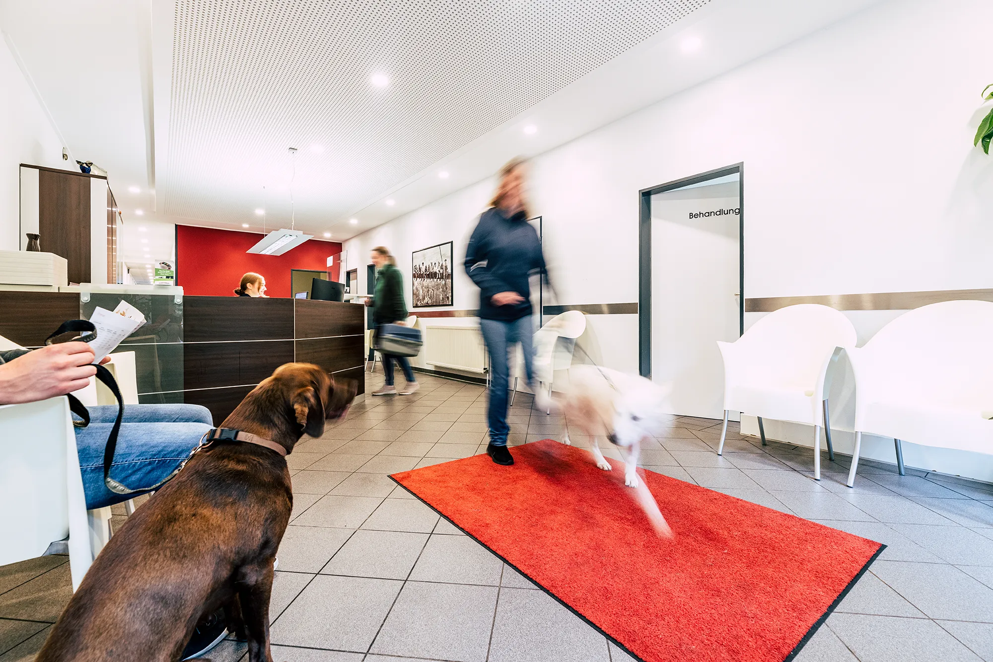 Im Wartebereich der Kleintierpraxis befinden sich zwei Hunde mit ihren Besitzern. Im Hintergrund kann man eine Frau sehen, die einen Katzenkorb in der Hand hält.